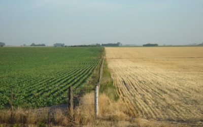 LA MARCHA AL CAMPO